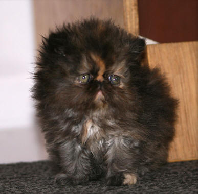 Alomi's May-B-Baby tortie persian female