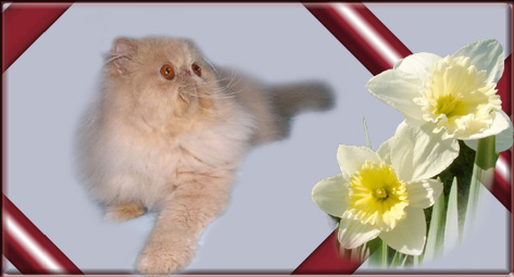 Boberan's Sir Lancelot, cream persian male