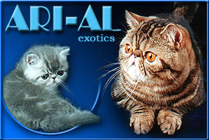 ARI-AL perské a exotické kočky