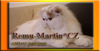 REMU-MARTIN perské kočky