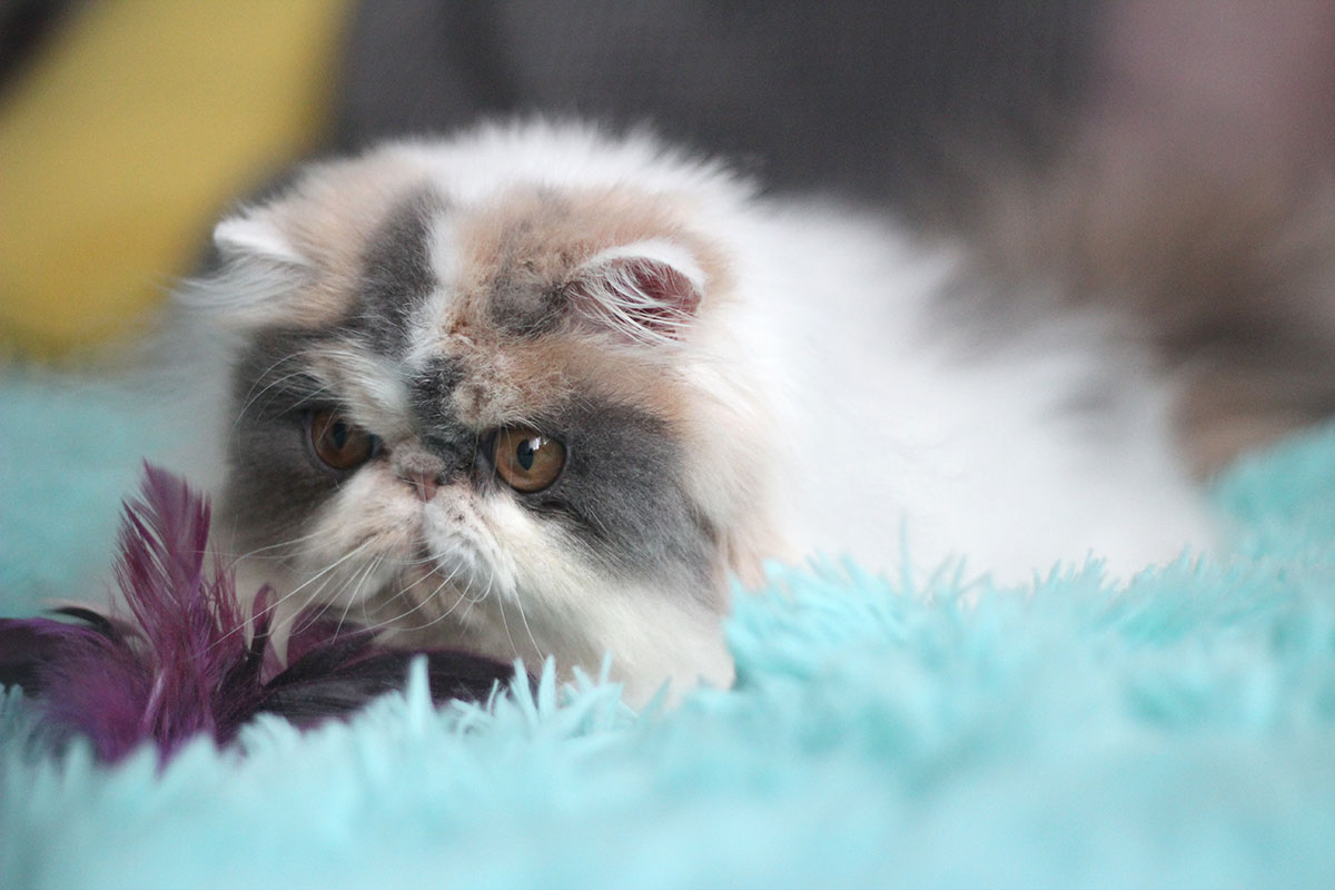 Sarthilda Hayley of Remu-Martin, Blue Patchd Tabby-White Persian female