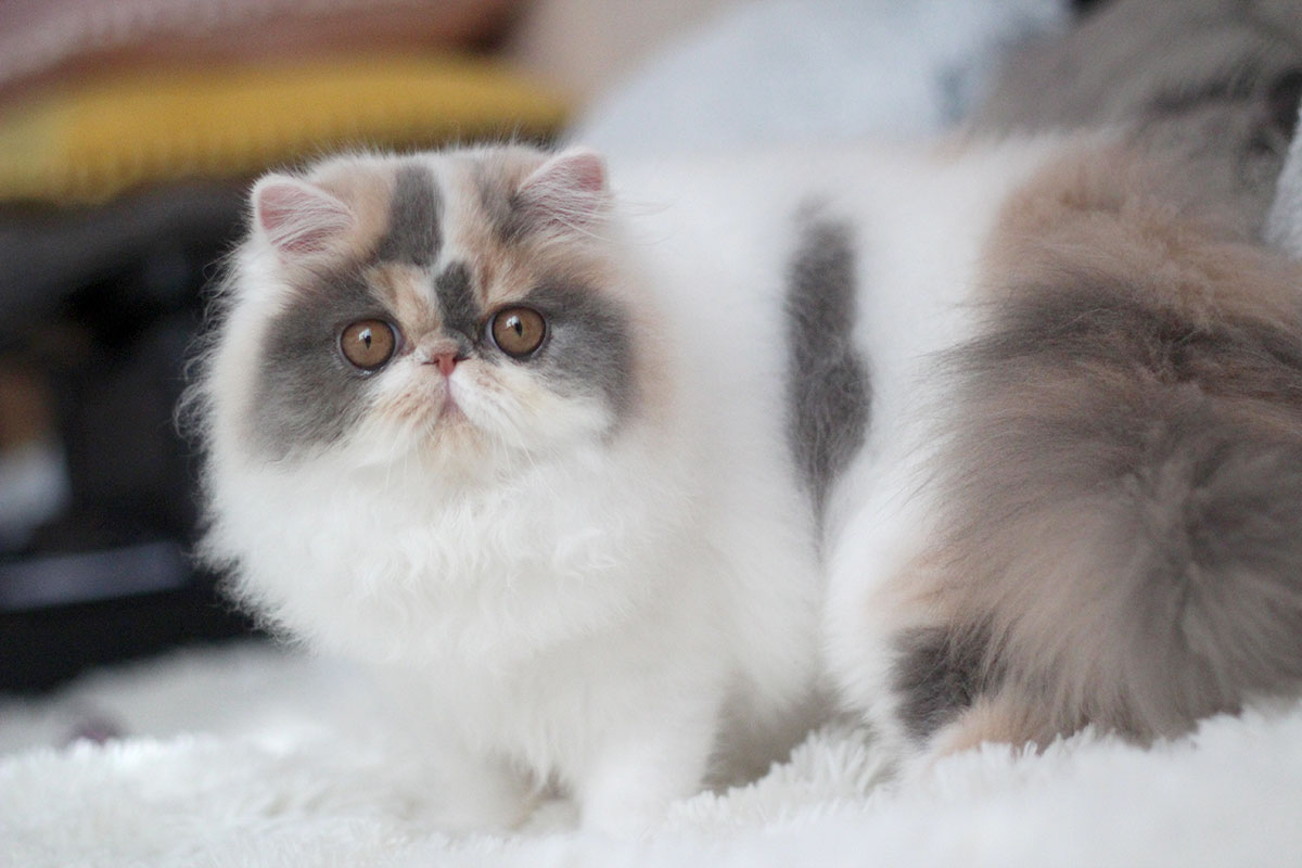 Sarthilda Hayley of Remu-Martin, Blue Patchd Tabby-White Persian female