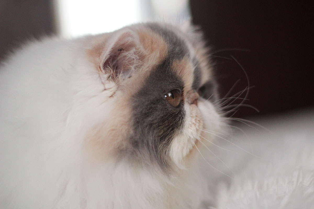 Sarthilda Hayley of Remu-Martin, Blue Patchd Tabby-White Persian female