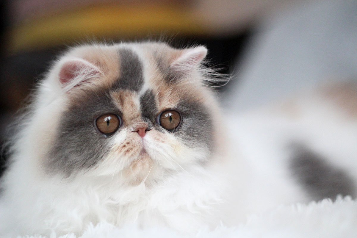 Remu-Martin's B.B., Blue Patchd Tabby-White Persian female