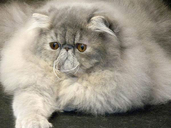 Remu - Martin's Shades In Blue, Blue Mc Tabby persian cat