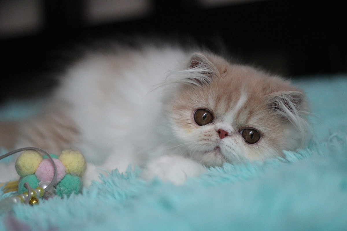 Persian kitten for sale - Remu-Martin's Bellis - Cream-White