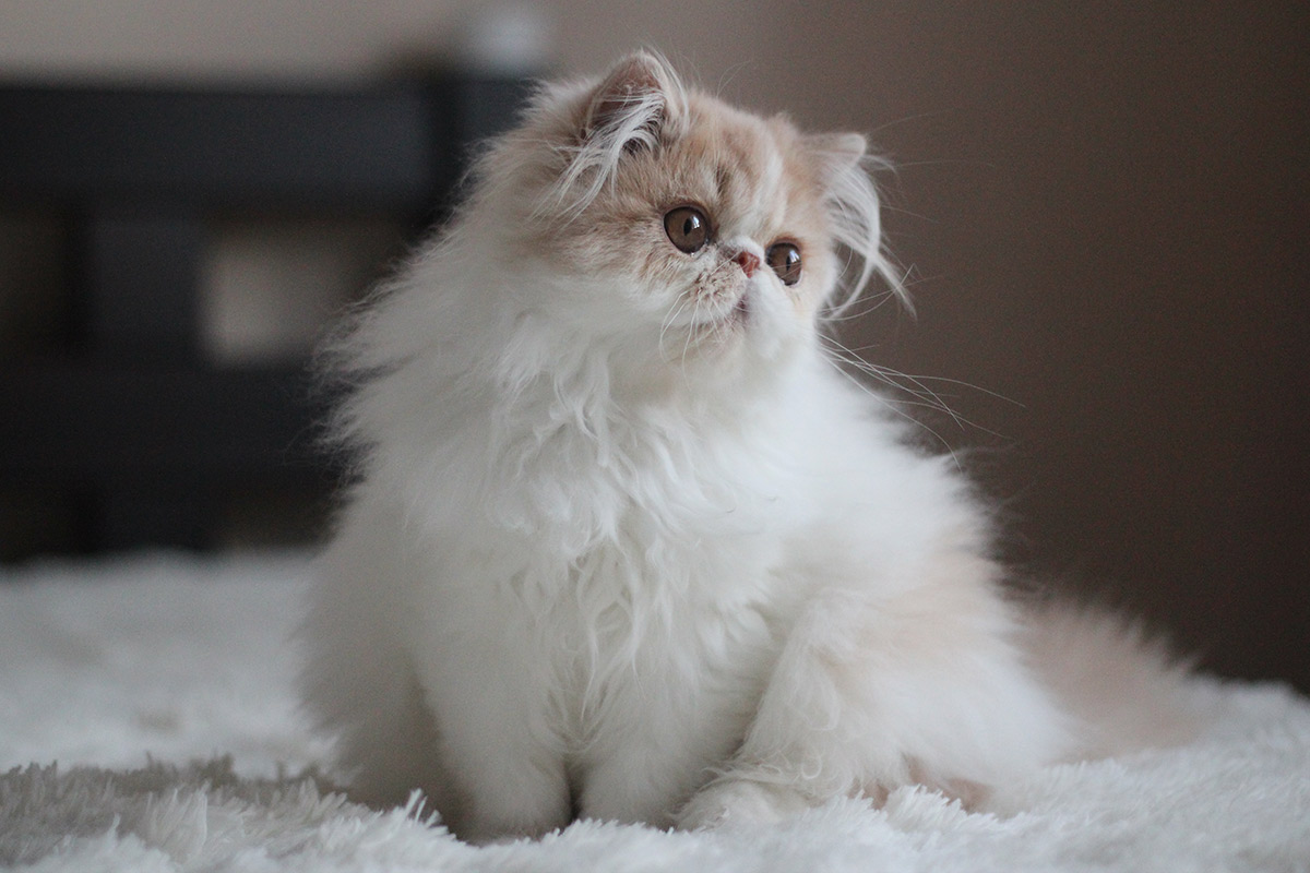 Persian kitten for sale - Remu-Martin's Bellis - Cream-White