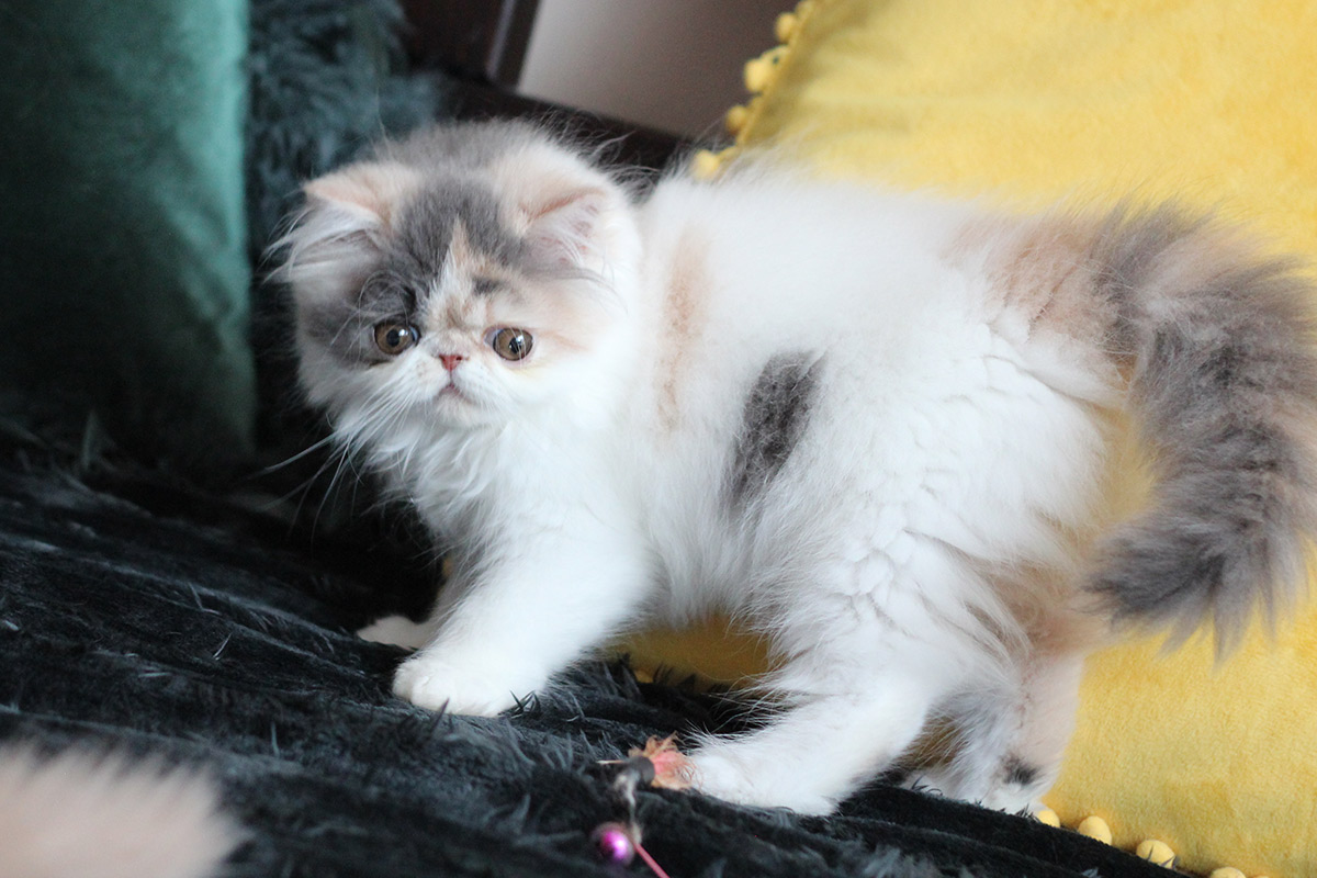 Persian kitten for sale - Remu-Martin's Iris - Blue Ptchd Tabby-White