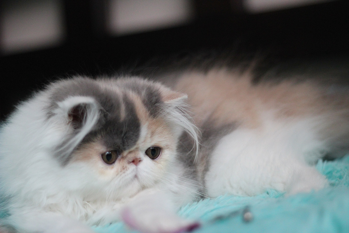 Persian kitten for sale - Remu-Martin's Maneki Neko - Dilute Calico