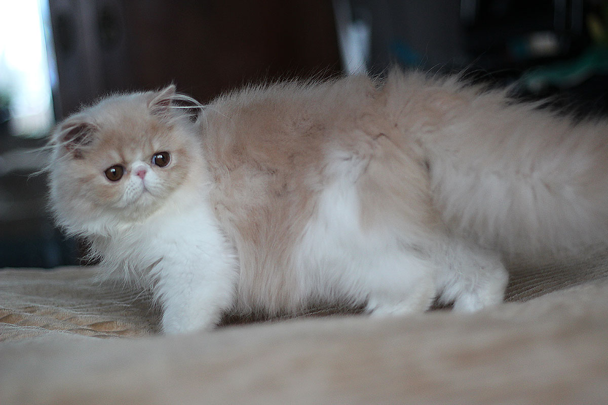 Persian kitten for sale - Remu-Martin's Balou - Cream-White male