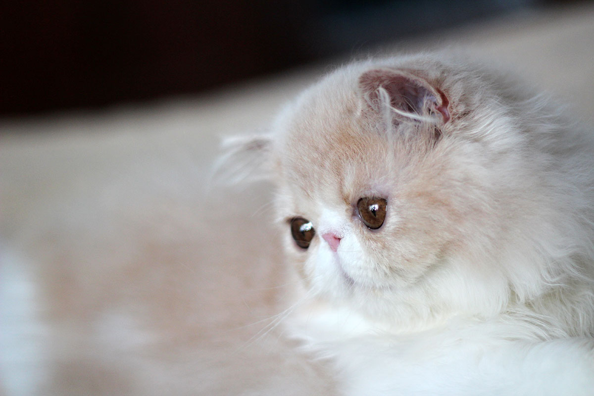 Persian kitten for sale - Remu-Martin's Balou - Cream-White male