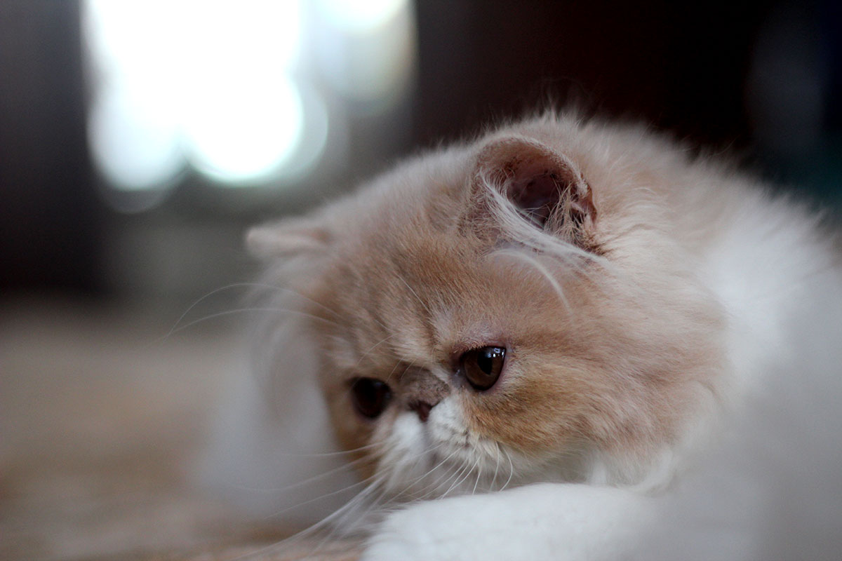 Persian kitten for sale - Remu-Martin's Bossana Cream-White
