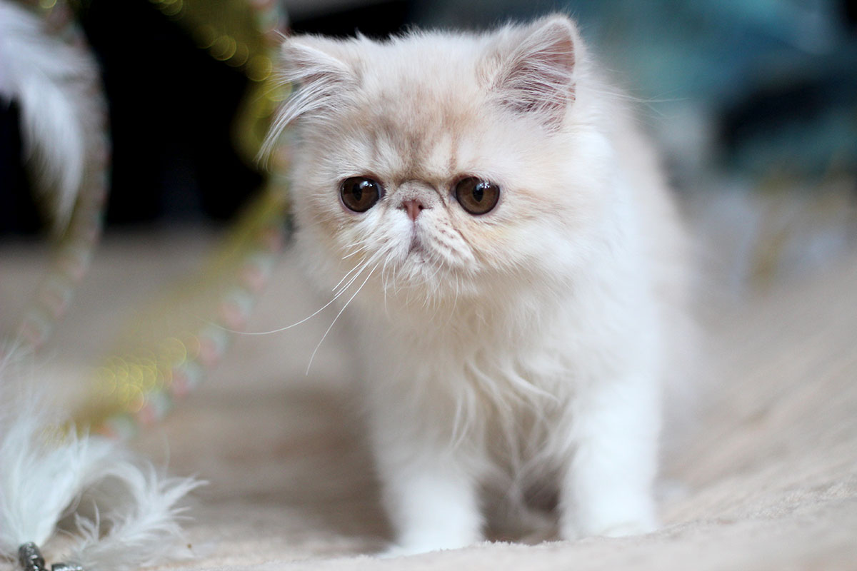 Persian kitten for sale - Remu-Martin's Kanniya - Cream Tabby-White female