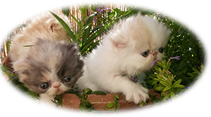 Persian kittens for sale