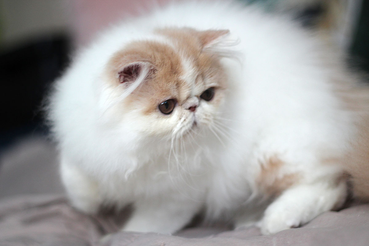 Persian kitten for sale - Remu-Martin's Dallas Cream Tabby-White male / PER e 02 21 62