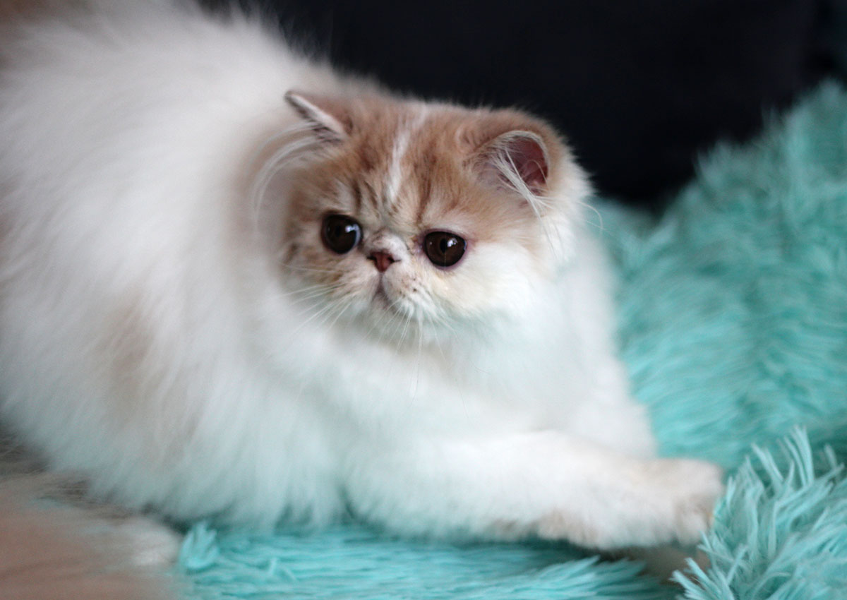 Persian kitten for sale - Remu-Martin's Texas Cream Tabby-White male / PER e 02 21 62