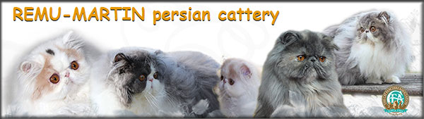 Remu-Martin persian cats and kittens for sale