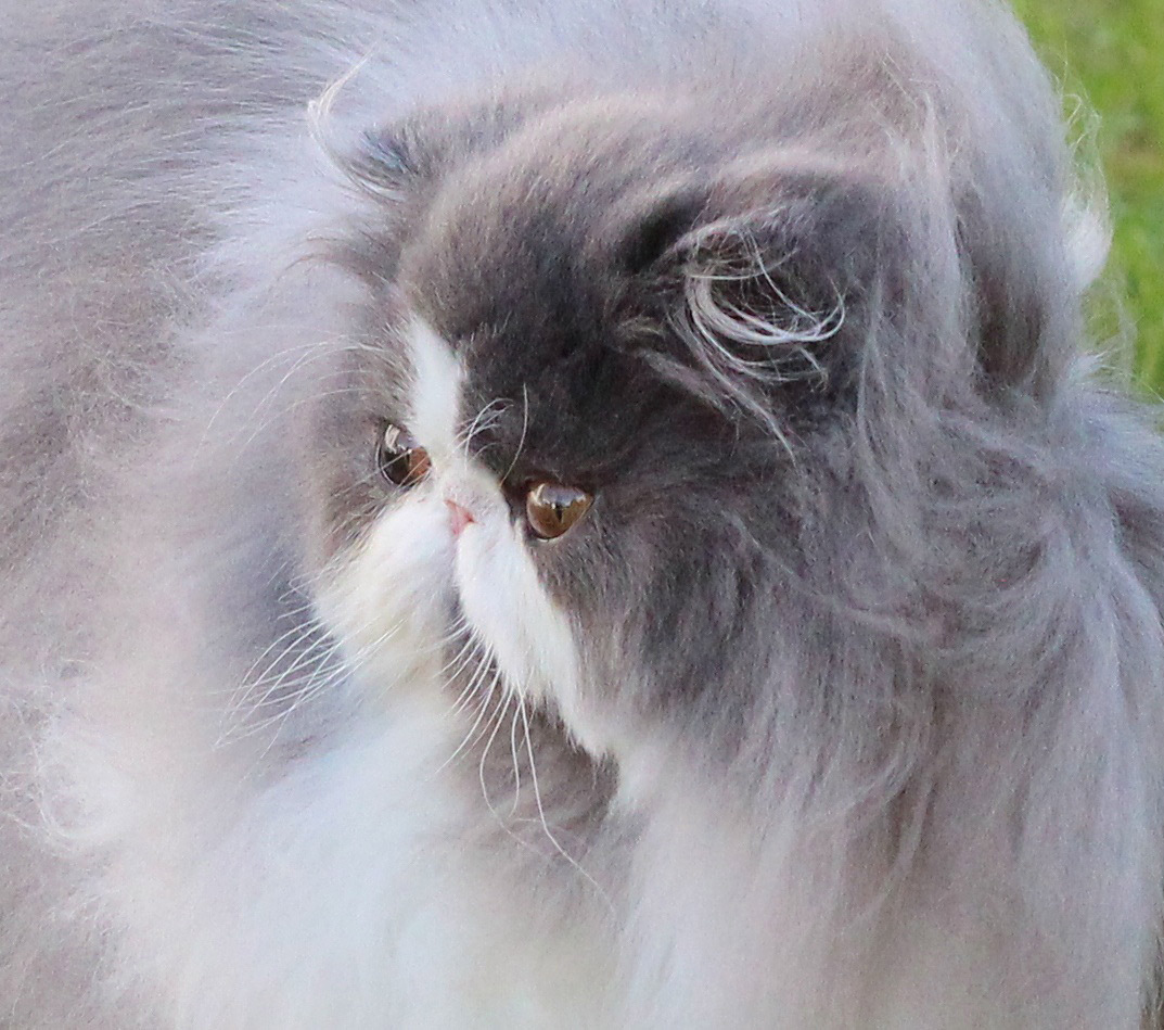 Remu-Martin's Bon-Bon, Blue-White Persian male / PER a 03