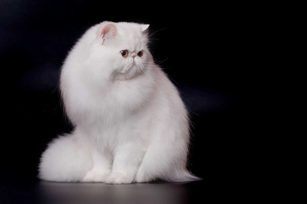 Sarthilda Snow of Remu-Martin, Cooper-Eyed-White Persian male / Per w 62