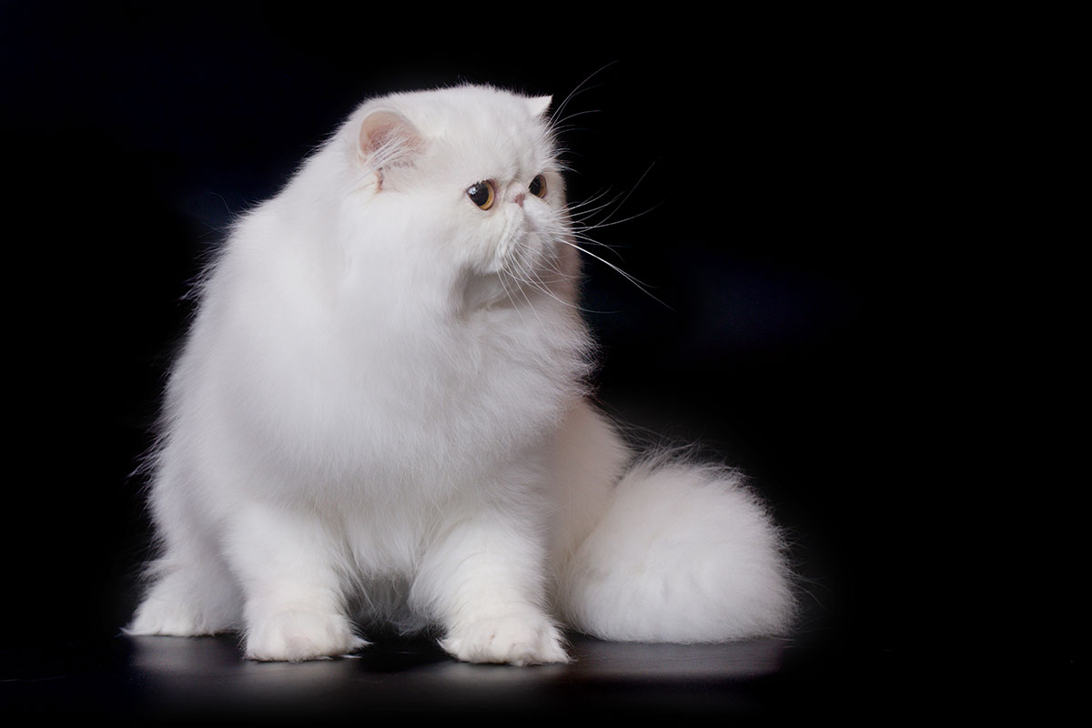 Sarthilda Snow of Remu-Martin, Cooper-Eyed-White Persian male / Per w 62