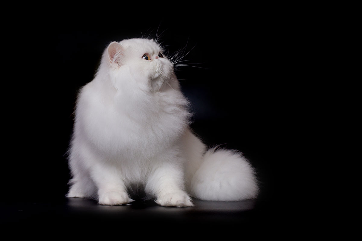 Sarthilda Snow of Remu-Martin, Cooper-Eyed-White Persian male / Per w 62