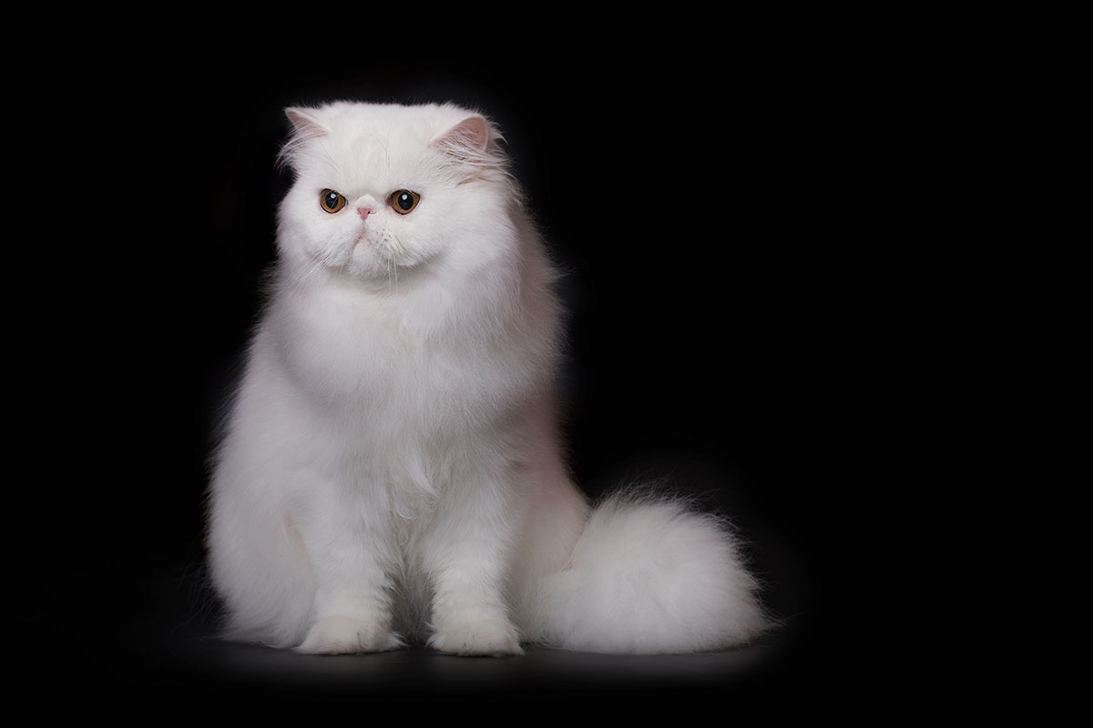 Sarthilda Snow of Remu-Martin, Cooper-Eyed-White Persian male / Per w 62