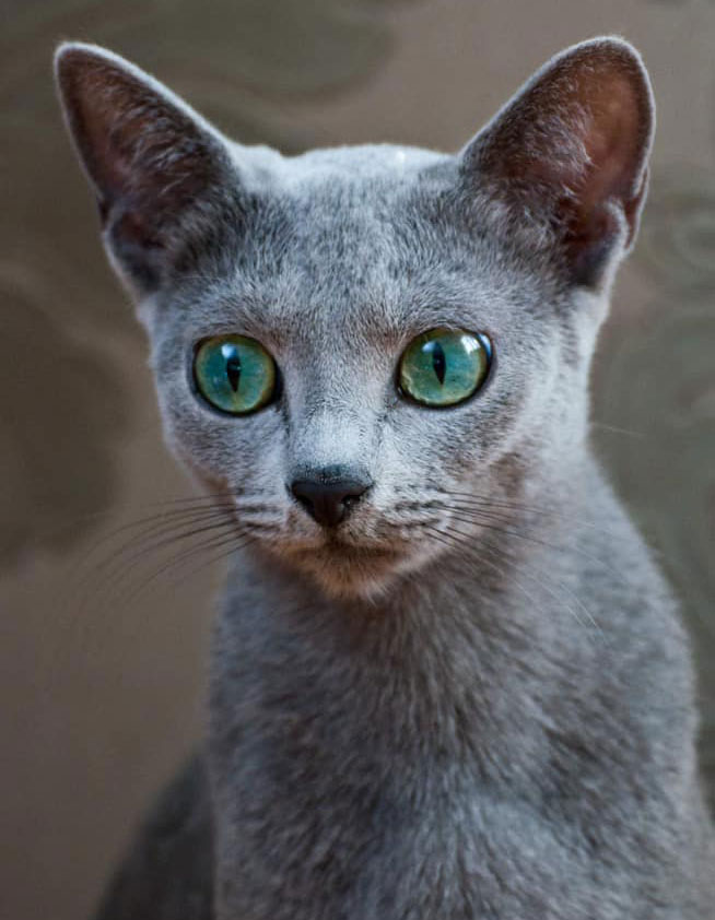 Russian cat female Odette Blue Diamond Modra neha, CZ, JW