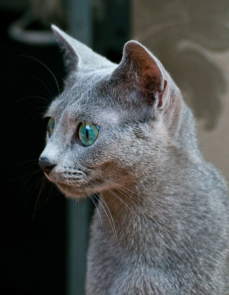 Russian cat female Odette Blue Diamond Modra neha, CZ, JW