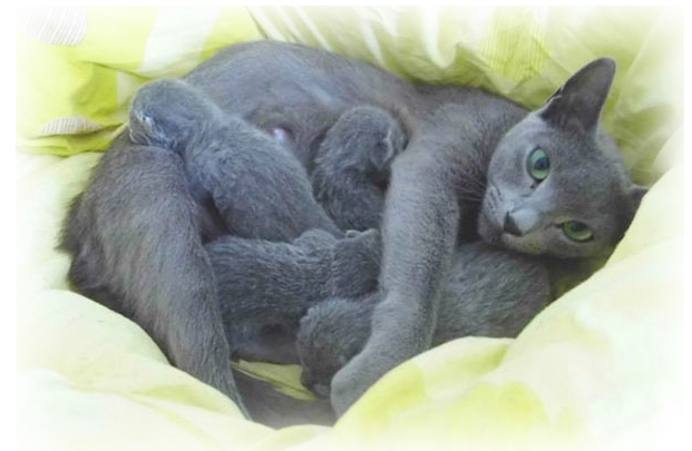 Ruská modrá koťata na prodej