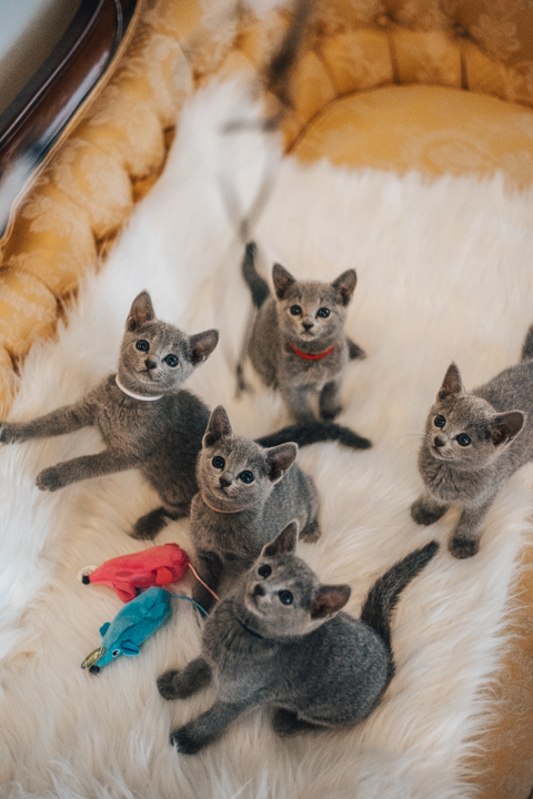 Ruská modrá koťata na prodej