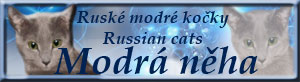 Ruské modré kočky Modrá něha