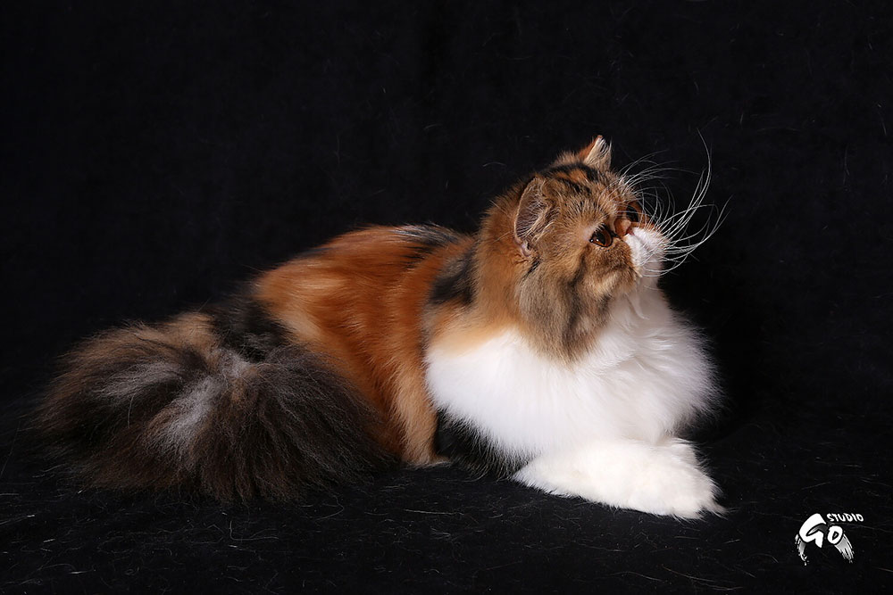 Miss Merilyn Very Lucky, CZ, brown patched tabby-white ELH