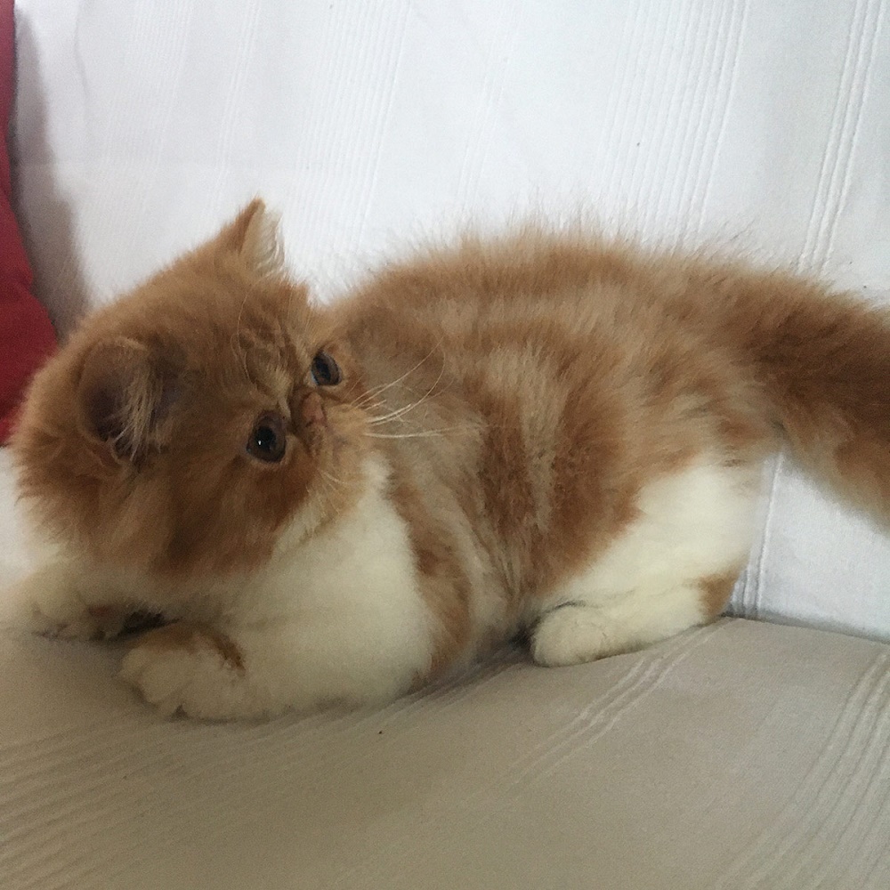 Perská kočička červená bikolor mramorovaná Rossallie Very Lucky, CZ