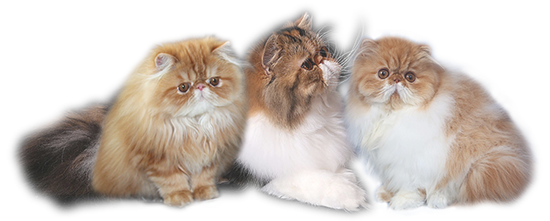 Perské kočky a koťata