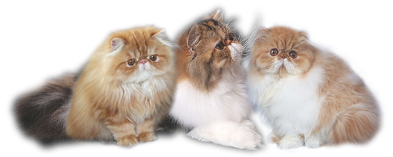 Persian cats and kittens