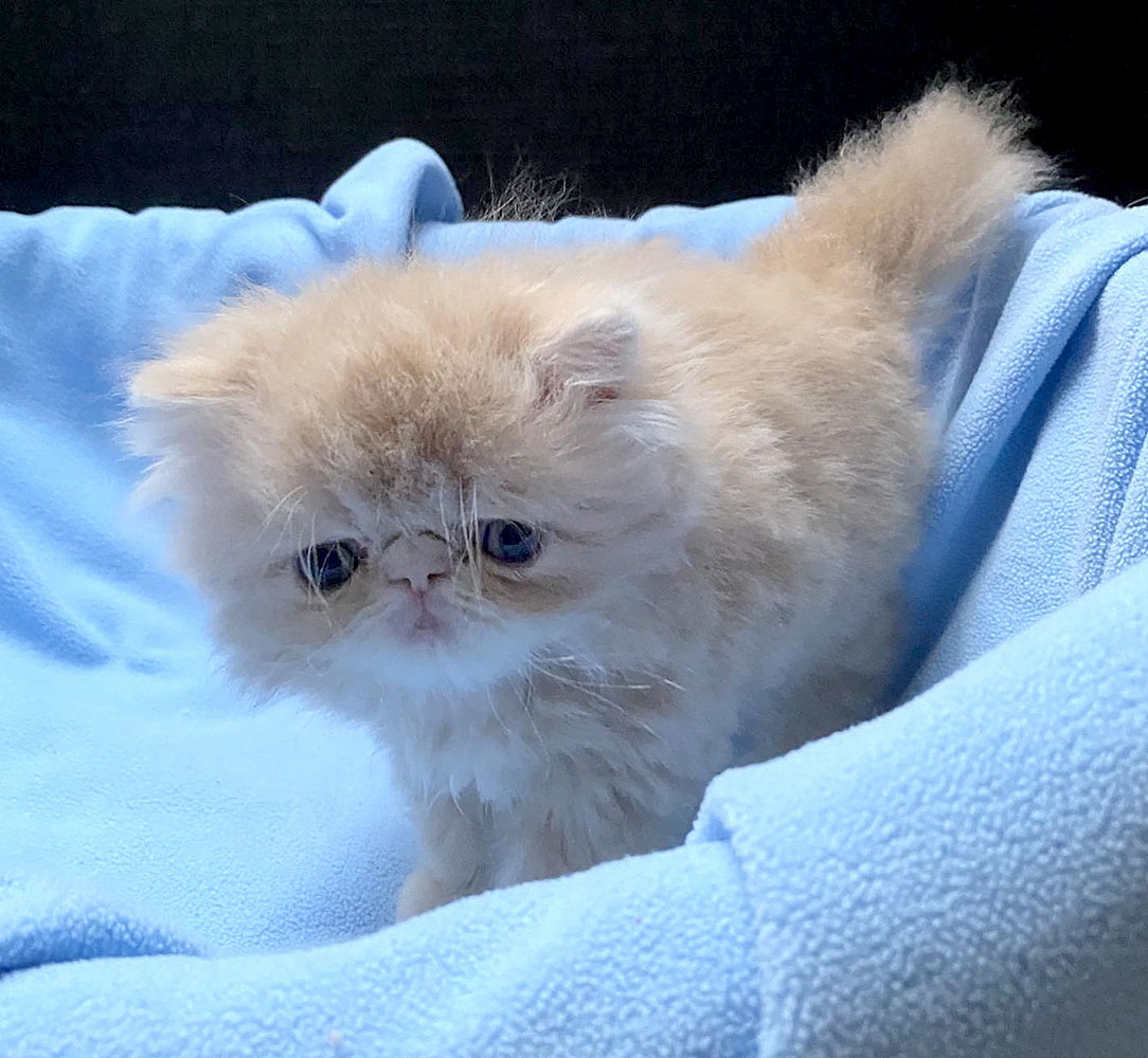 Cream tabby male for sale / PER e 22 Saimon Very Lucky, CZ - at 6 weeks