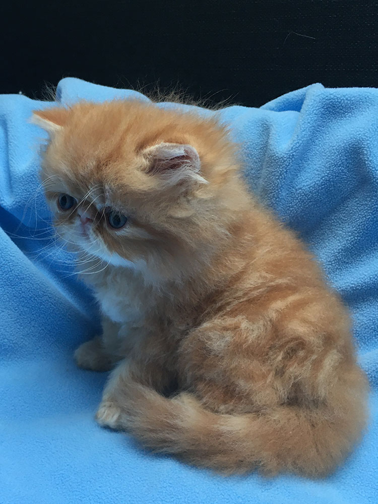 Red tabby male for sale / PER d 22 Samuel Very Lucky, CZ) at 6 weeks