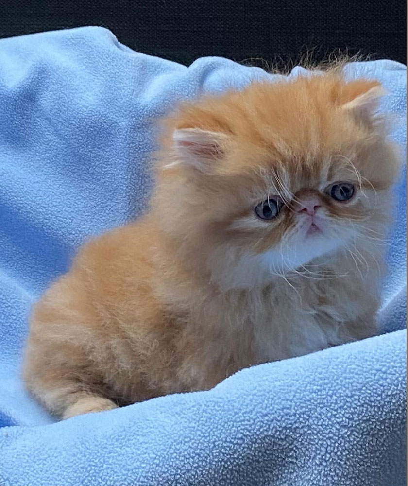 Red tabby male for sale/ PER d 22 Samuel Very Lucky, CZ) at 6 weeks
