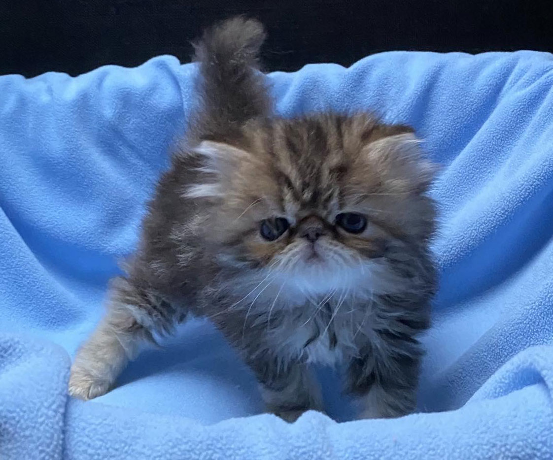 Brown Tabby female persian kitten ELH for sale PER n 22 Sára Very Lucky, CZ - at 6 weeks