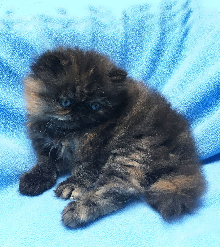 Tortoiseshell girl kitten for sale / PER f Sisi Very Lucky, CZ - at 6 weeks