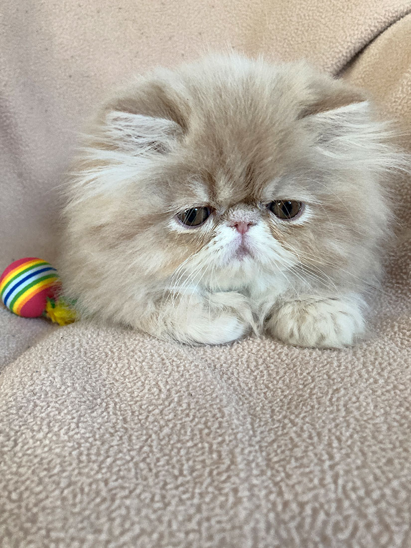Perská kočička krémová mramorovaná Terry Very Lucky, CZ - 10 týdnů