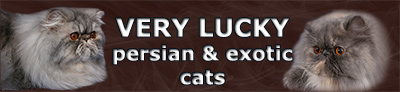 VERY LUCKY - persian & exotic cats