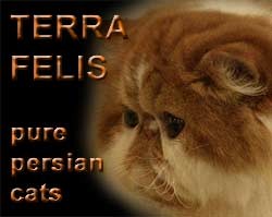 Terra felis, CZ - persian cats