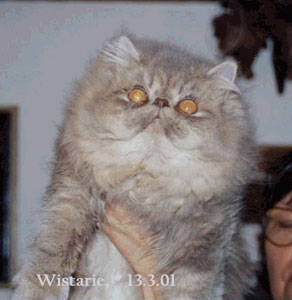 Lilac Tabby cat / PER c 23 CPC CH Wistarie Wistaria