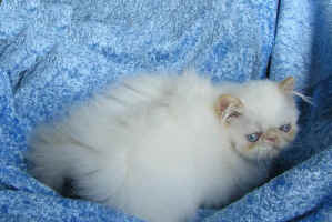 Cream point kitten male