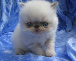 WISTARIA kitten for sale - colourpoint blue point 3 weeks