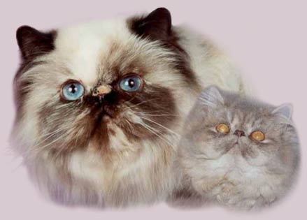WISTARIA persian colourpoint and CPC cats, kittens for sale