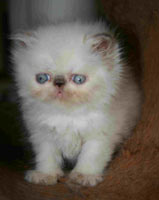 Lilac-cream point kitten / PER j 33, perská lilově želvovinová kočka s odznaky