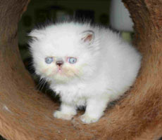 Lilac-cream point kitten / PER j 33, perská lilově želvovinová kočka s odznaky, kotě