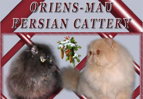 Oriens-Mau persians and exotics